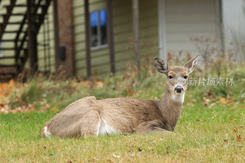生活在郊区住宅区的美国白尾鹿