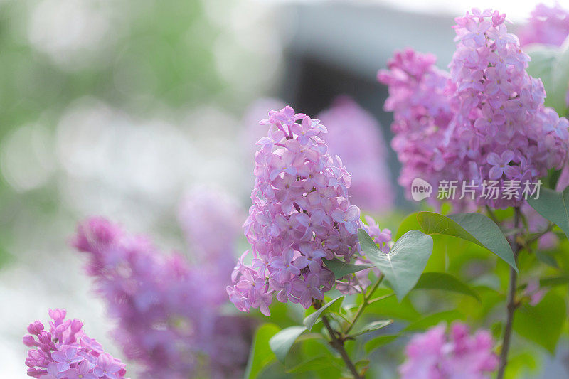 多彩的春天粉红紫色的丁香花在盛开