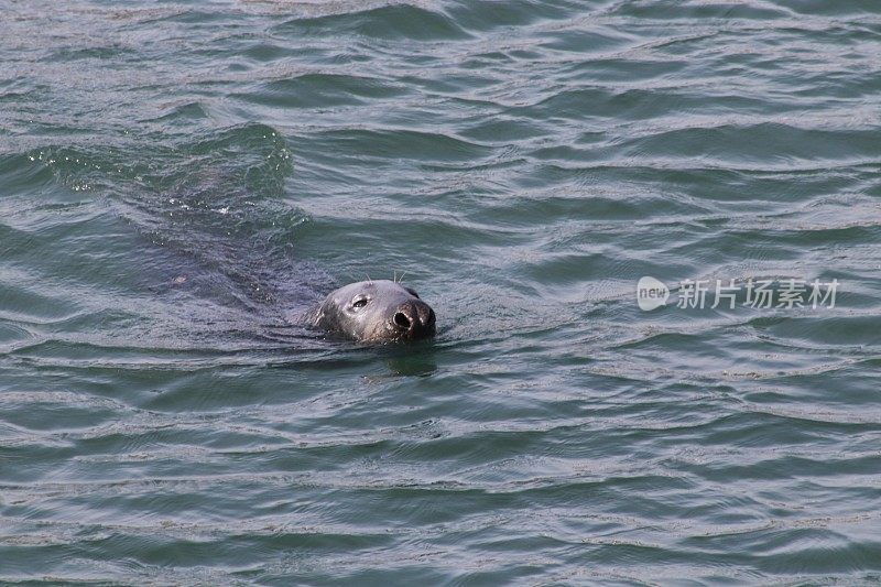 港海豹游泳