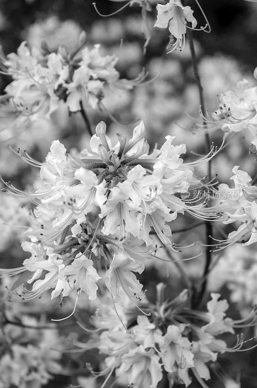 早春的花和花捕捉黑白