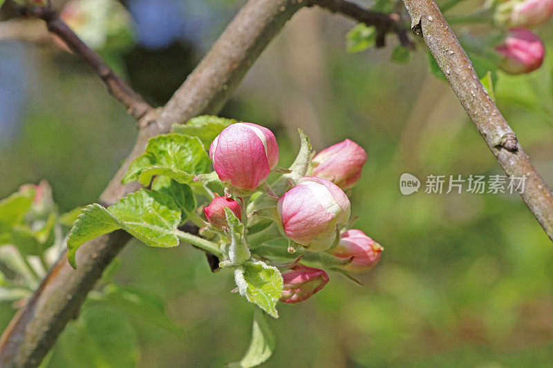 苹果花