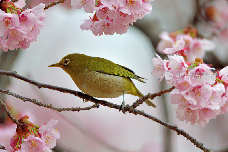 日本白眼睛享受吮吸樱花花蜜