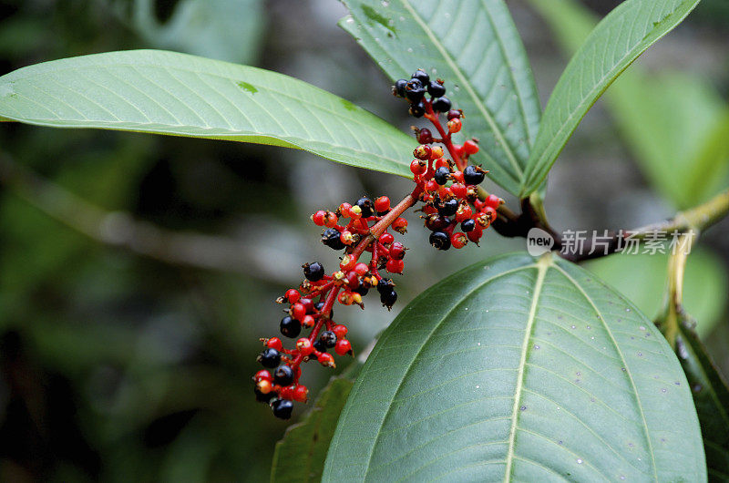 塞拉多植物:茜草科，灌木的红色浆果