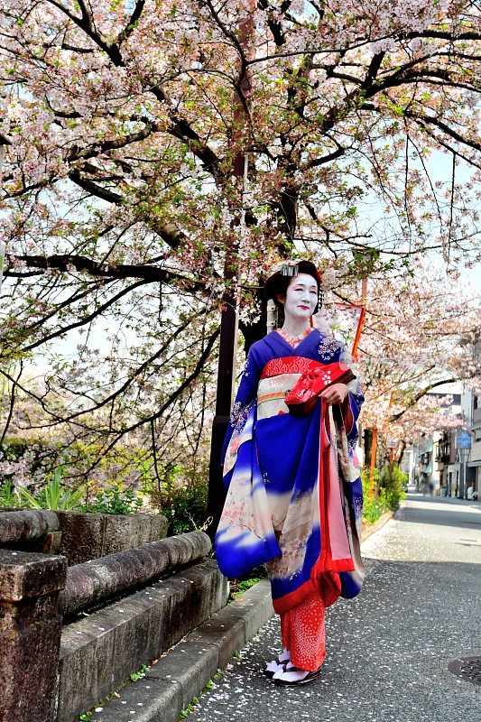 穿着美子服装的日本女人在京都欣赏樱花