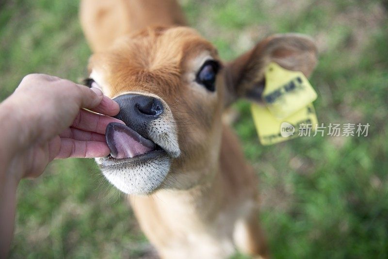 泽西舔犊手