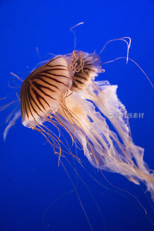 日本海上荨麻