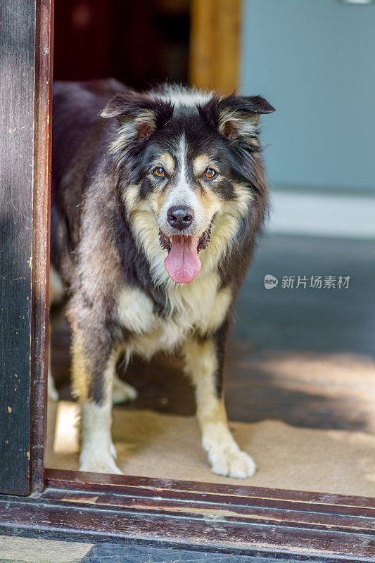 边境牧羊犬站在门口