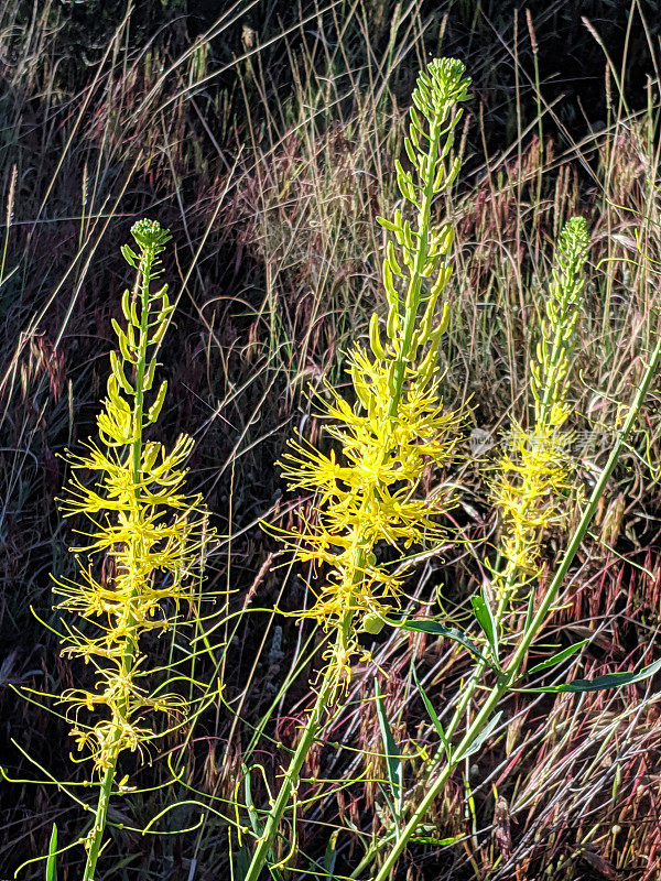 犹他州锡安国家公园附近的Kinesava山下的沙漠羽状或羽状的野花