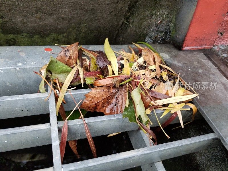 雨水沟上的叶子