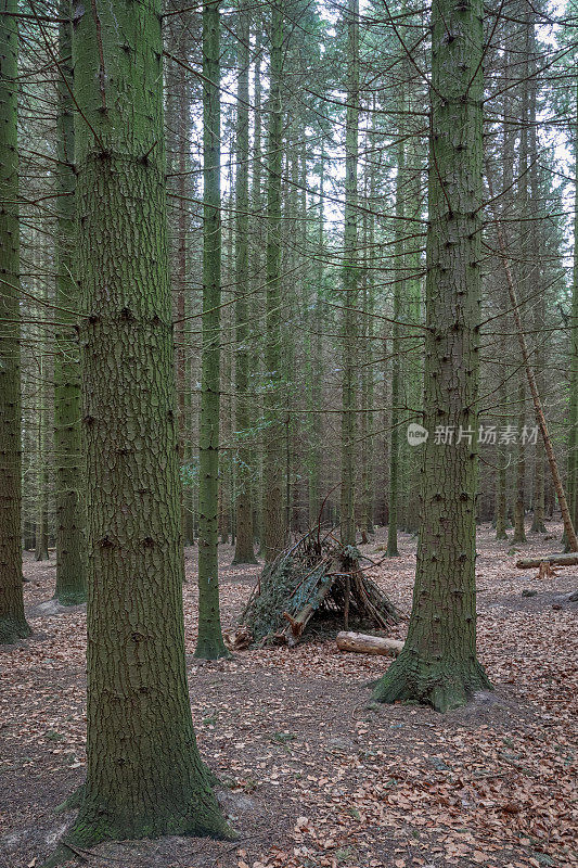 儿童小屋在开阔的森林