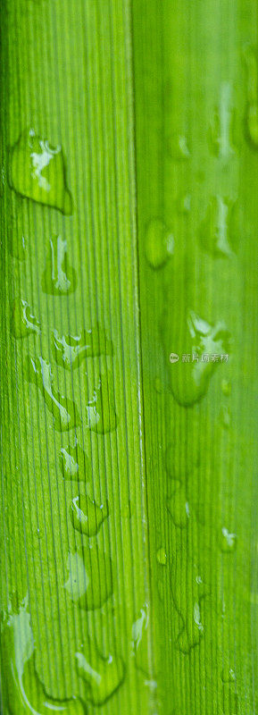 草叶与雨滴