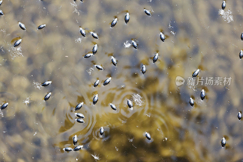 旋转甲虫(旋转甲虫属)