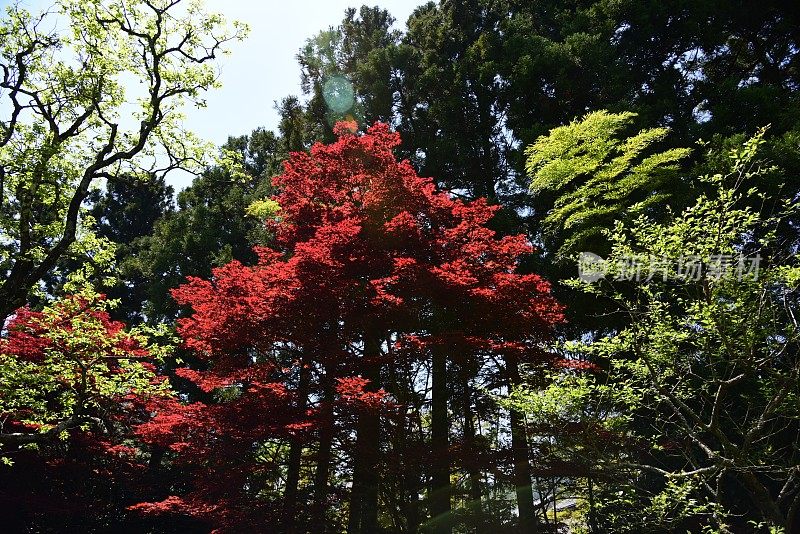 花园在镰仓