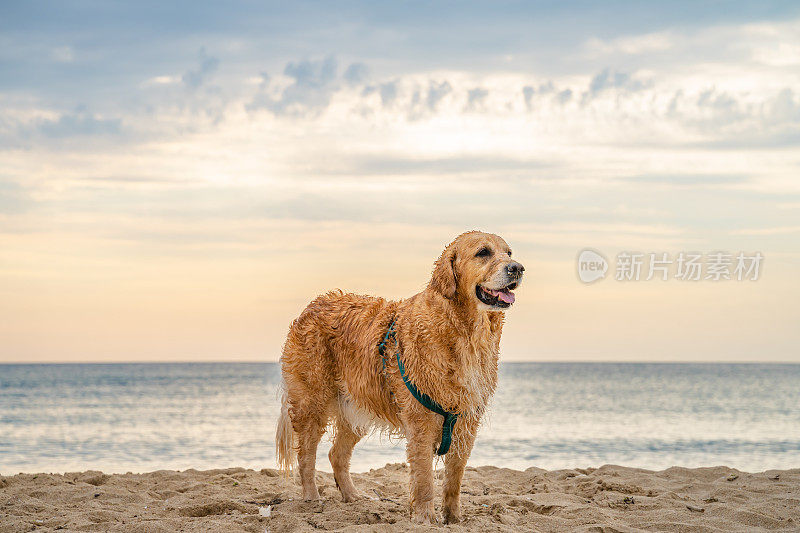 日出时湿漉漉的金毛猎犬站在沙滩上