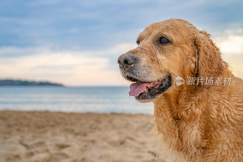 一个潮湿的金毛猎犬站在沙滩上的特写镜头在日出