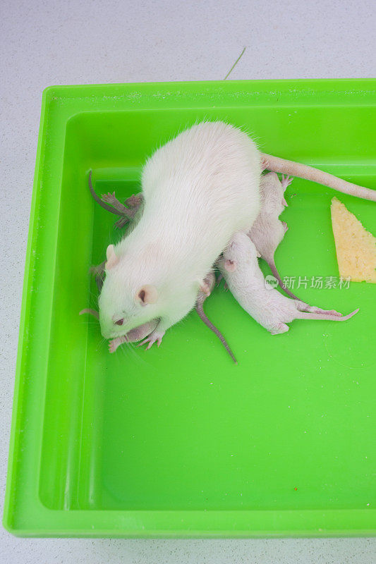 老鼠妈妈给她的幼崽洗澡。装饰啮齿动物家族特写。