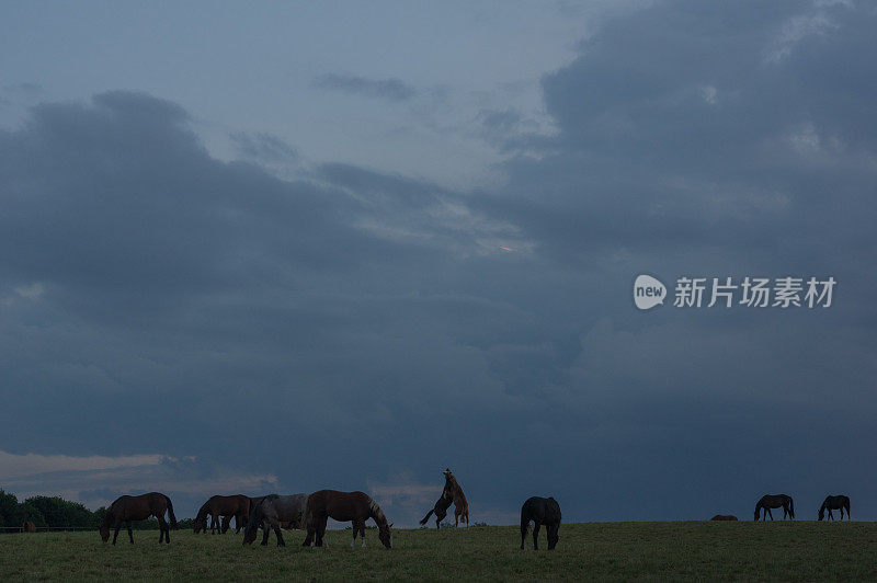 乡村日落与放牧的马