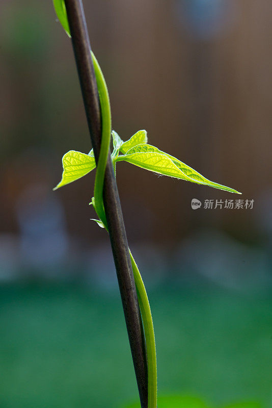 在加拿大安大略省的家庭菜园里，杆子豆蔓藤攀附在树枝上