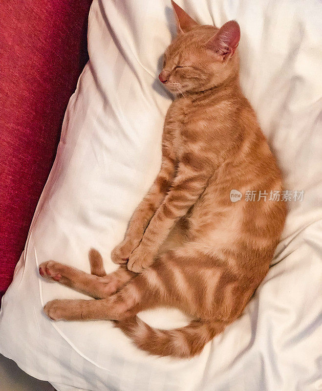 睡在枕头上的姜猫