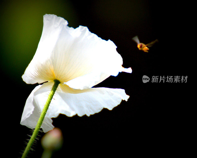 食蚜蝇正在访问白罂粟花