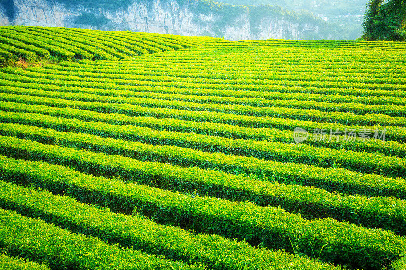 茶领域