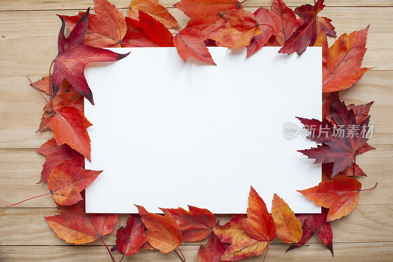 信头被秋天的落叶包围着