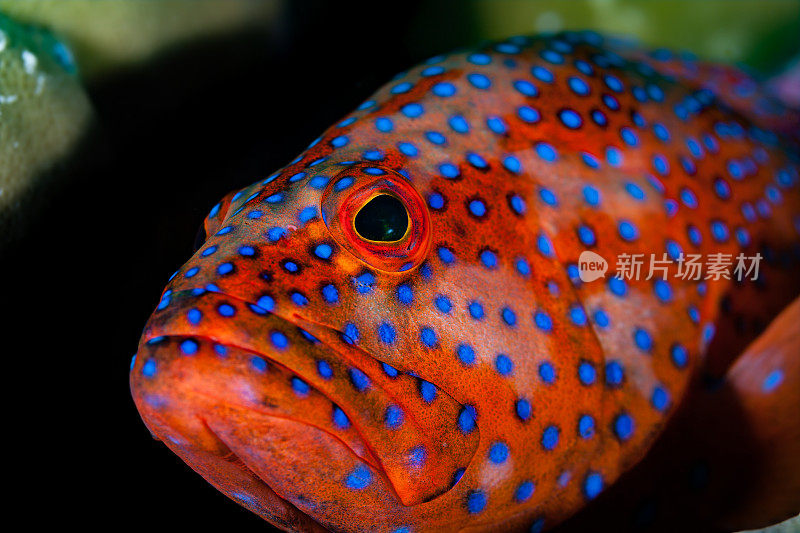 美石斑鱼，珊瑚后头亲miniata看你，帕劳，密克罗尼西亚