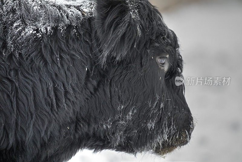 冬季饲养场的黑安格斯牛。
