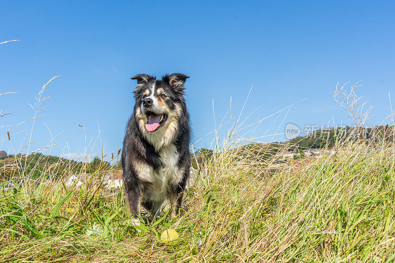 边境牧羊犬在长满草的岸边