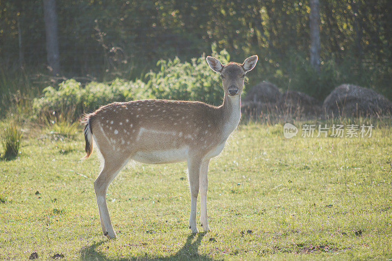 年轻的母鹿看着摄像机