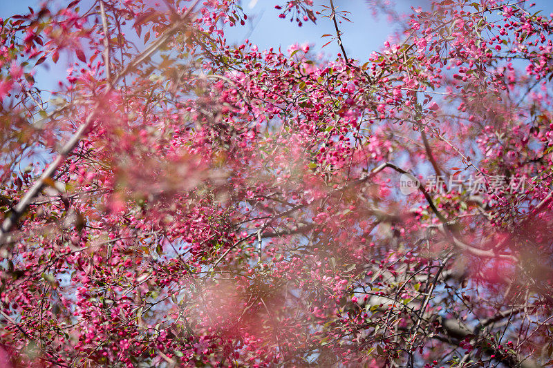 野生樱花