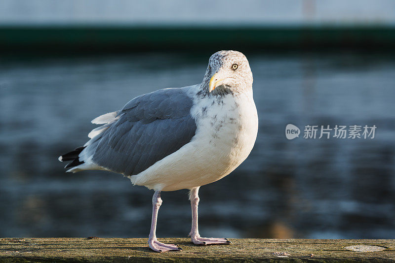 海鸥在码头