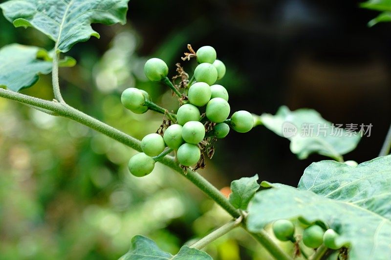 豌豆茄子是一种植物