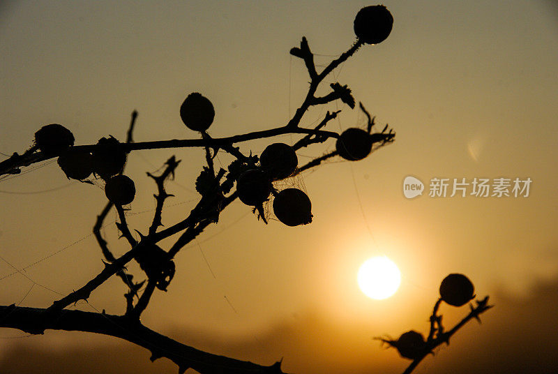 荒原上灿烂的日出