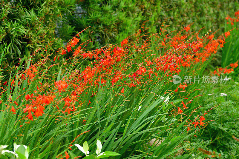 红色开花植物特写镜头