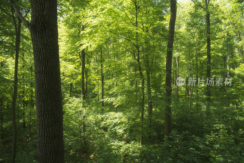 森林里有绿树和春天的阳光