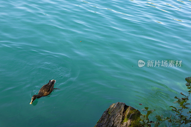 鸭子在清澈的湖面上游泳