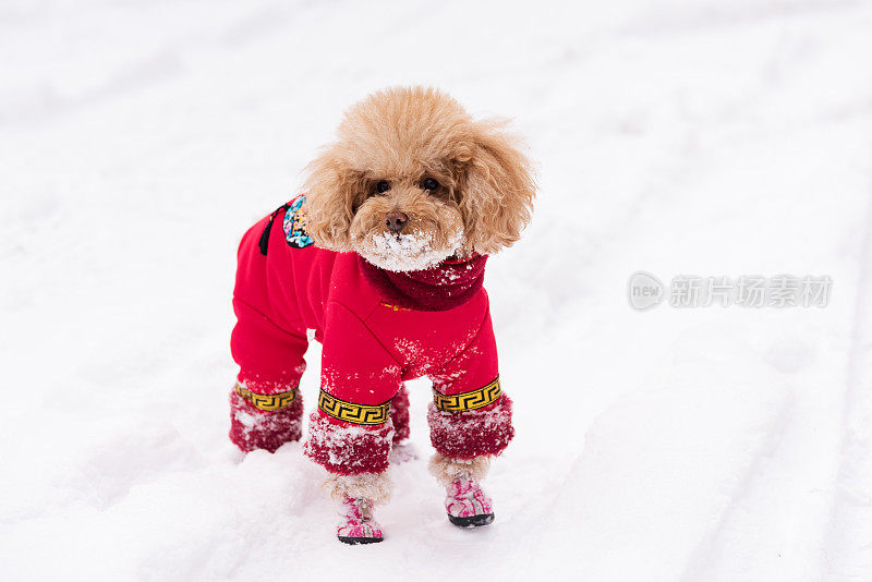 雪天里，泰迪狗穿着中国的衣服和鞋子在雪地里玩耍