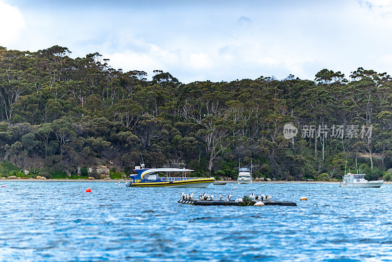 鹰颈海岸悬崖在塔斯曼国家公园保护区，阿瑟港，塔斯马尼亚