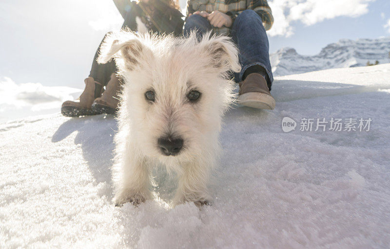 年轻的夫妇和狗在下雪的环境中玩耍