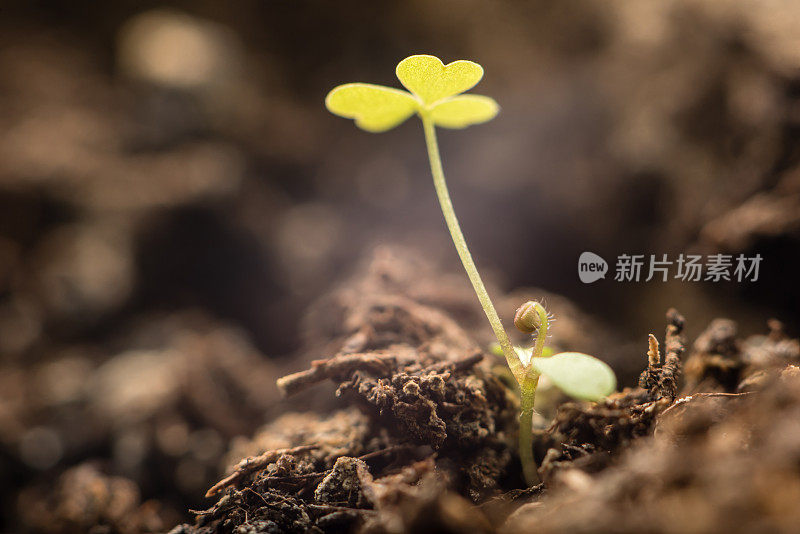 植物播种成长