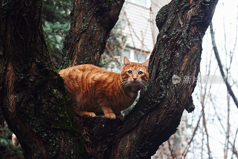 可爱的小猫坐在树枝上，从一棵树上往下看，观察后院