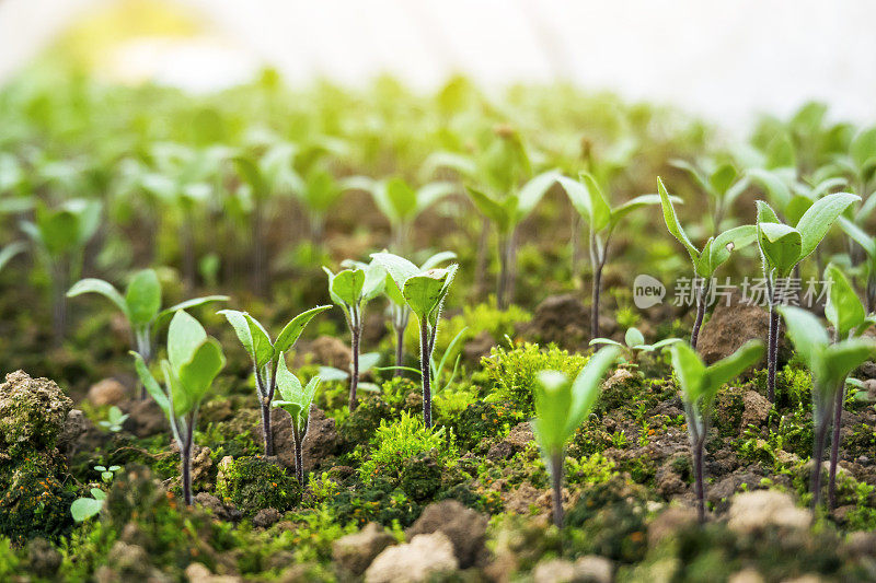 茄子树苗在阳光下的农地里