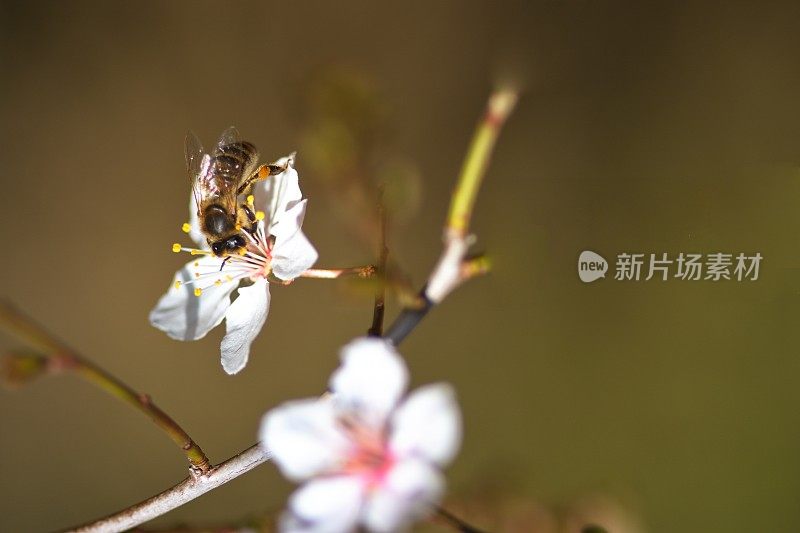 家李-白梅和蜜蜂。巴伐利亚,德国。