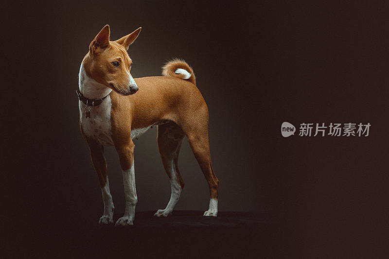 巴辛吉梗犬