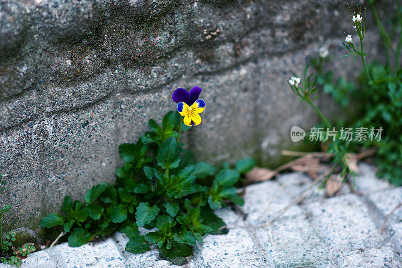 植物与花:三色堇-堇菜科