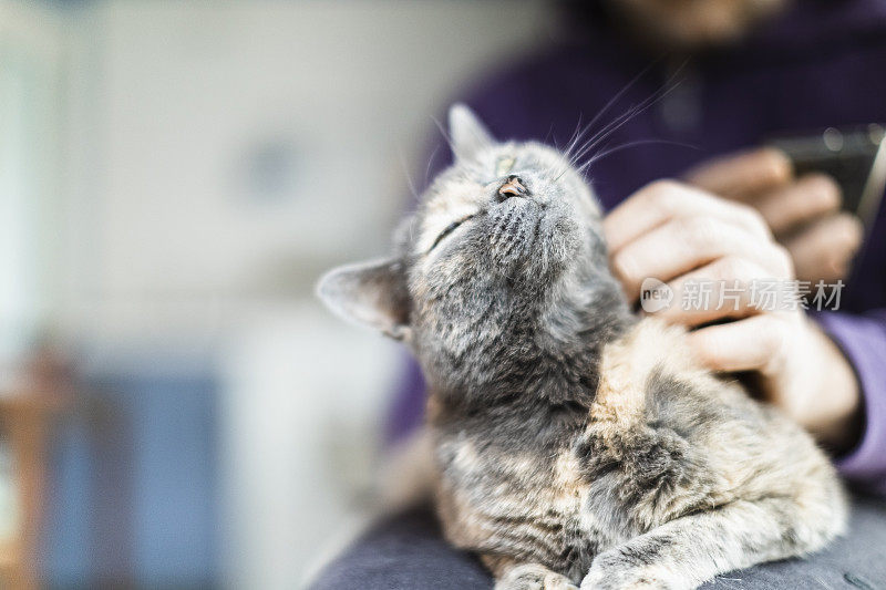 男人爱抚家猫