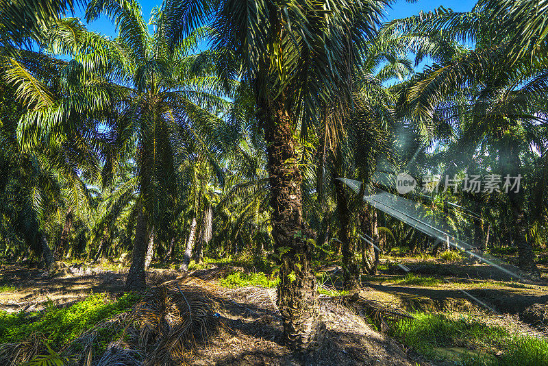 阳光穿过婆罗洲的棕榈油种植园