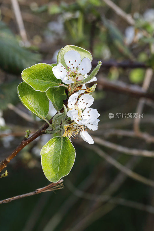 白色的苹果花从花蕾中绽开