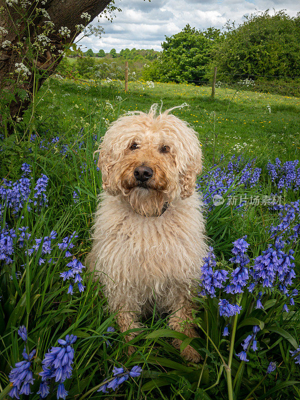 在蓝铃花Labradoodle